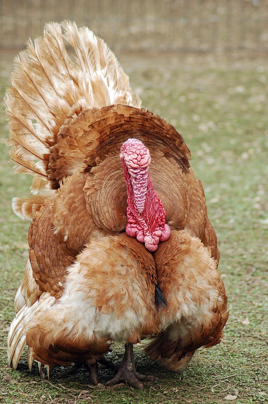 brown turkey standing, breeding, backyard, bird, farm, animal HD wallpaper