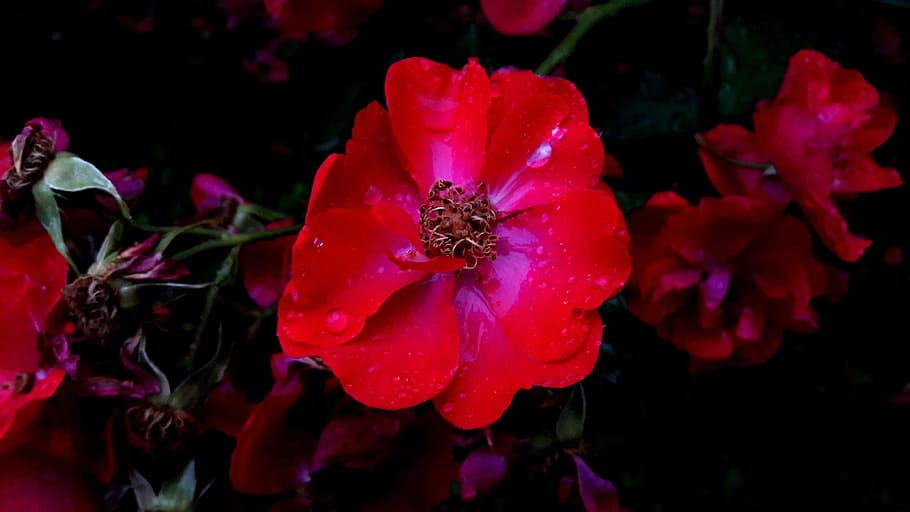ros, roses, red, flower, flowers, garden, red rose, red roses, HD wallpaper