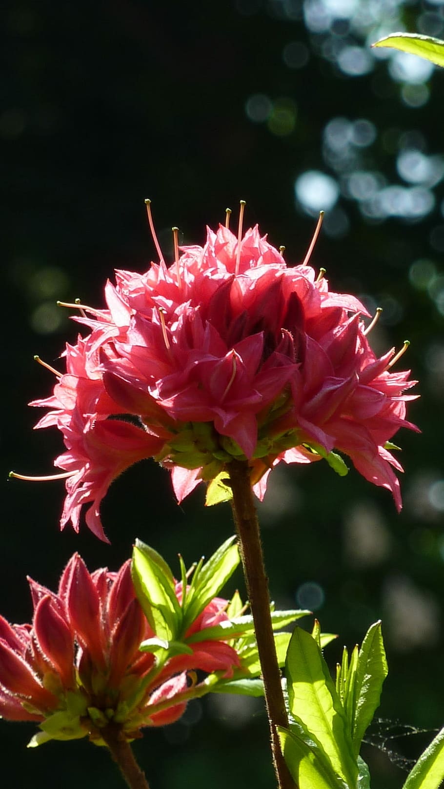 Azalea, Back Light, Pink, flower, petal, fragility, pink color, HD wallpaper