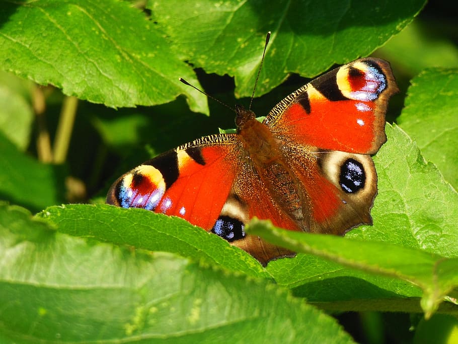 Butterfly, Peacock, Bug, tagpfauenauge, nature, fauna papillon, HD wallpaper