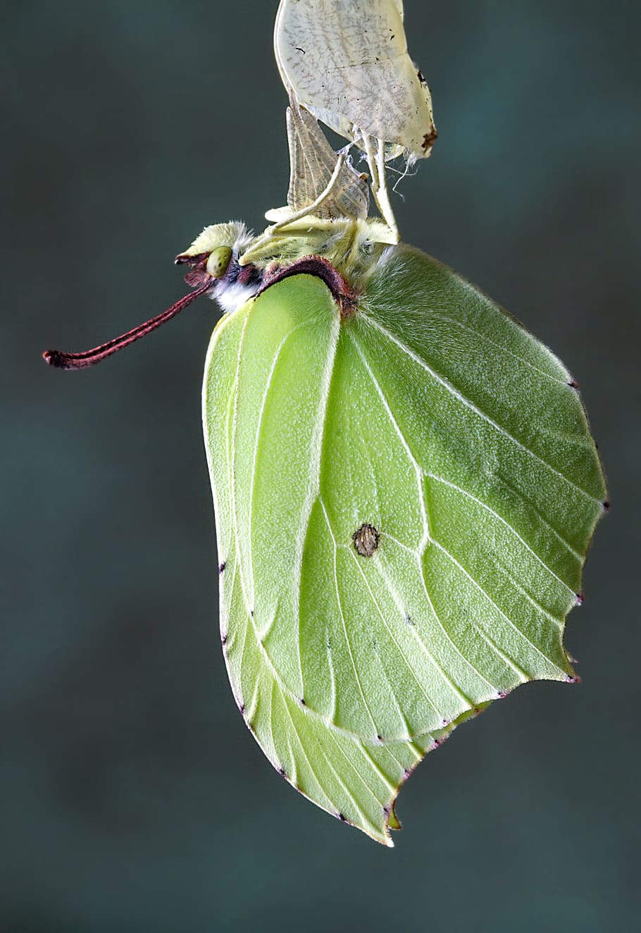 butterfly, close, mac, insect, nature, wing, antennae, summer HD wallpaper