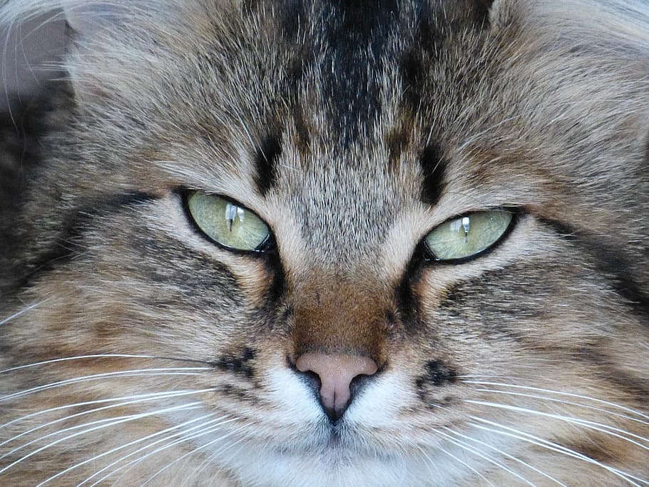 cat, look, animal, one animal, mammal, animal themes, pets HD wallpaper