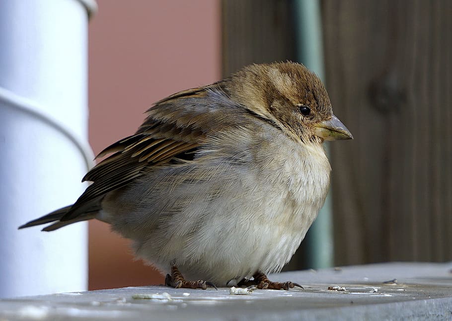 close-up photography of brown canary, sparrow, bird, ave, peak HD wallpaper