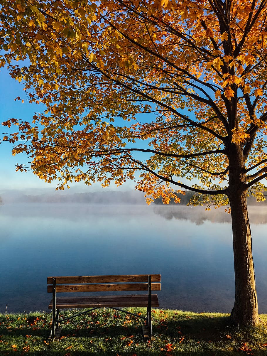 brown wooden bench beside tree, brown wooden padded plank bench near brown maple leafed tree HD wallpaper