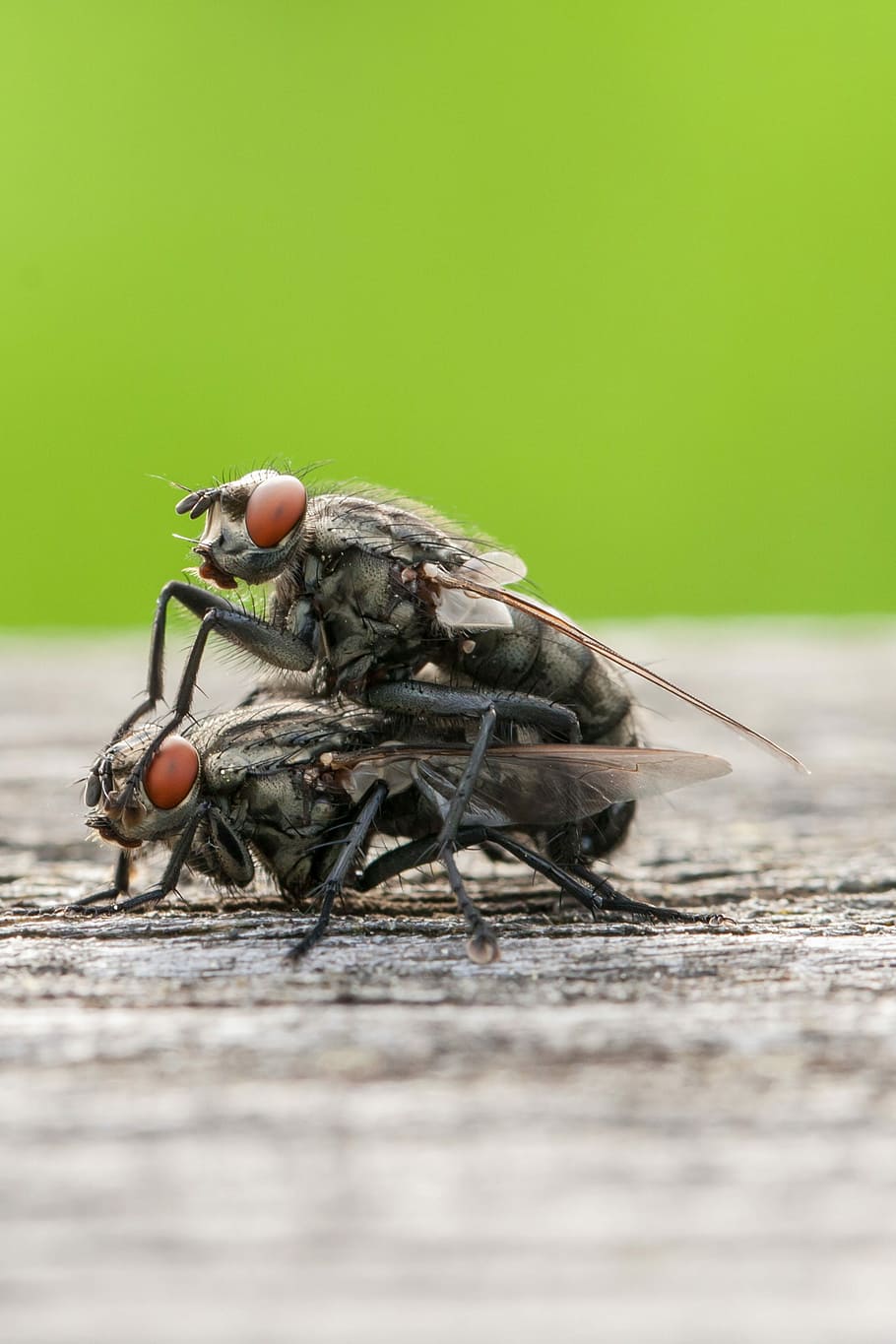 macro, insect, animal wildlife, one animal, selective focus HD wallpaper