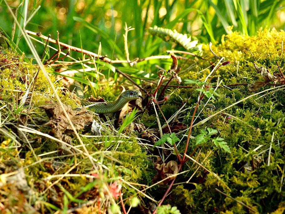 snake, forest, animals, animal wildlife, animal themes, animals in the wild HD wallpaper