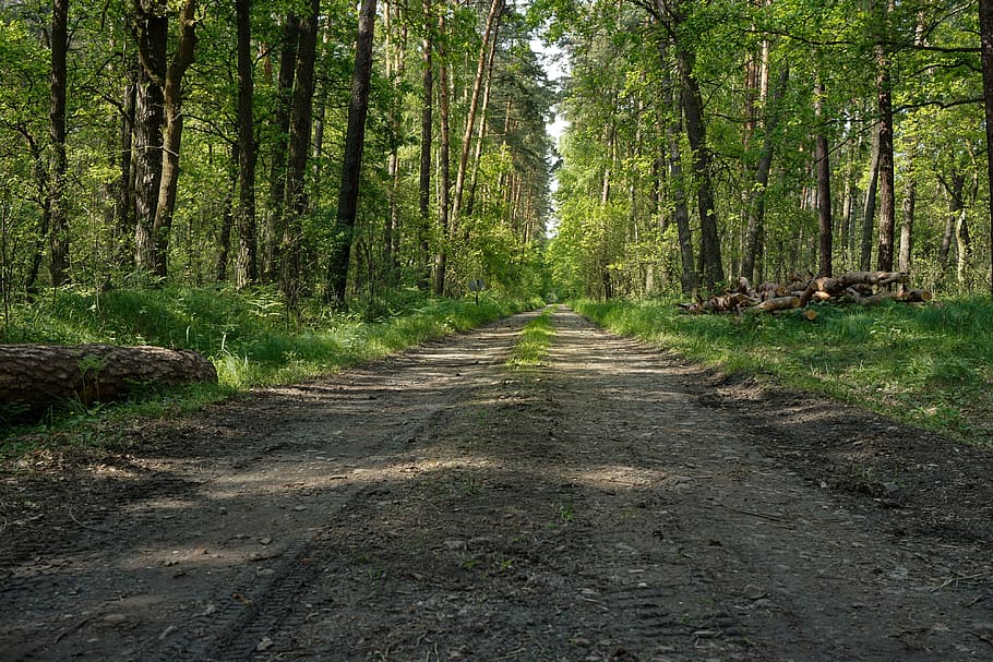 pathway between forest, lets go, sandy road, forest road, tree, HD wallpaper