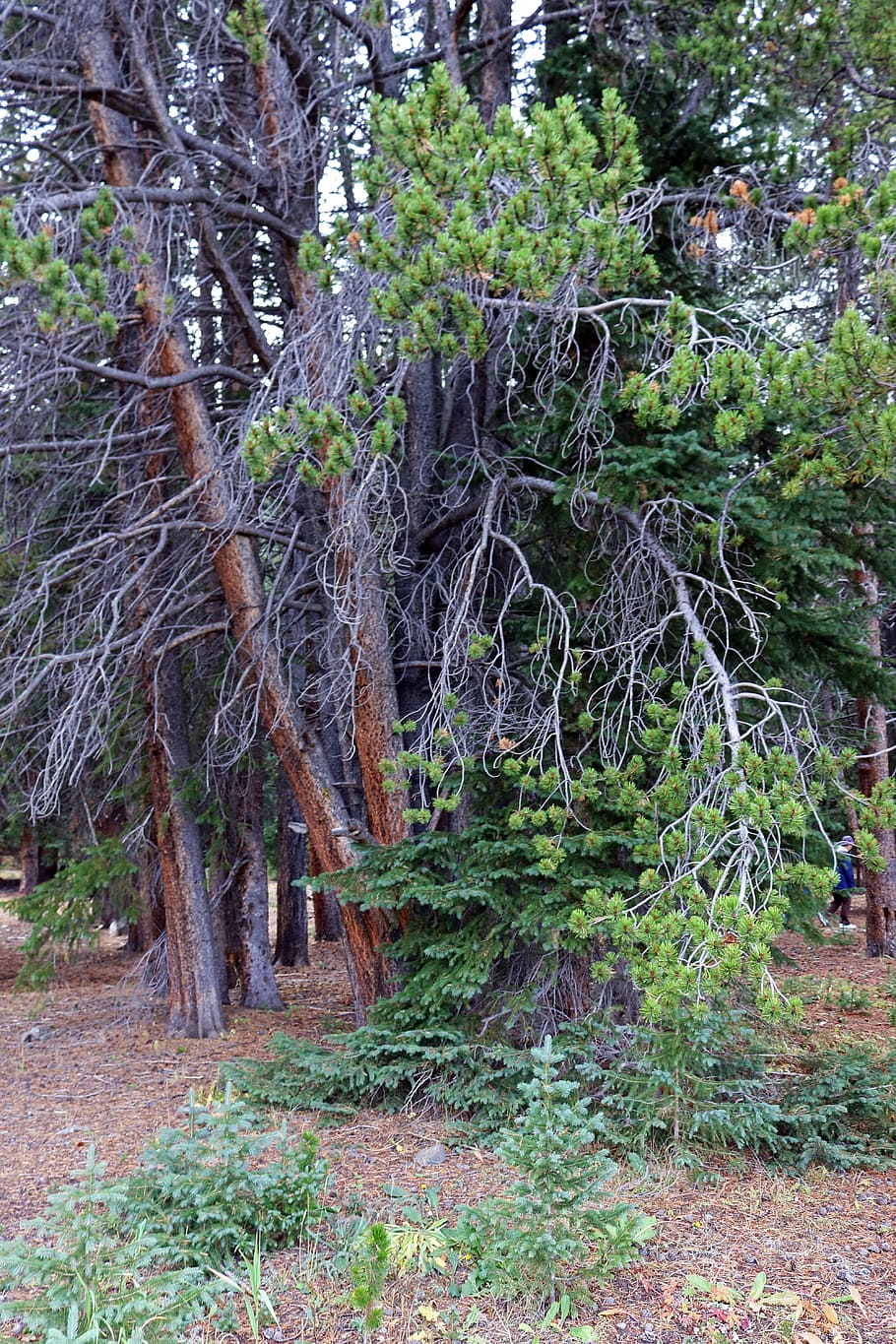 trees, twisted, branches, trunk, forest, woods, nature, landscape HD wallpaper