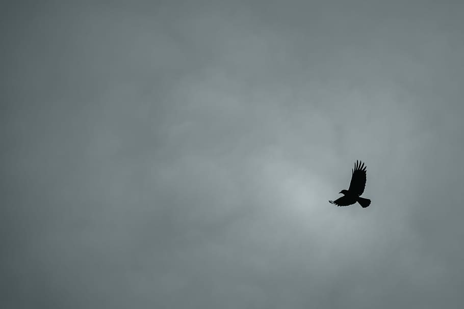 black bird flying in the sky, flying black bird, black and white
