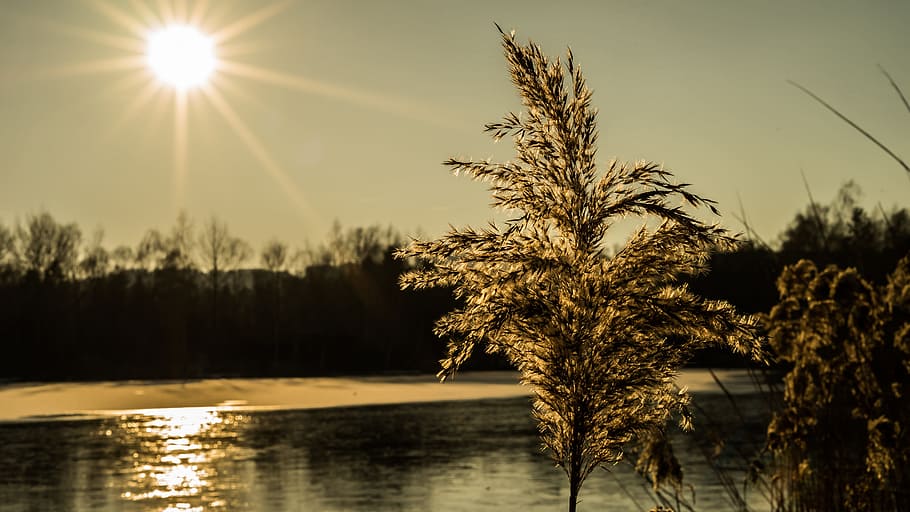 plants near body of water at daytime, nature, waters, dawn HD wallpaper