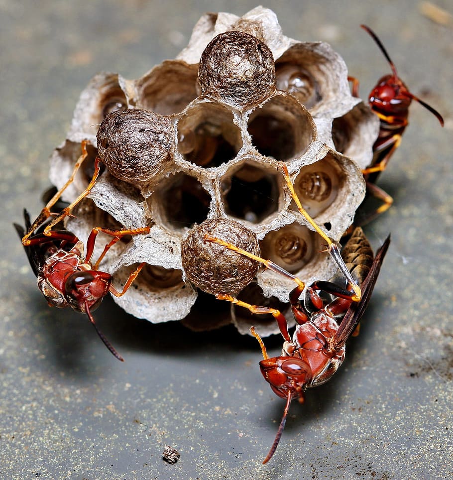 wasp, nest, insect, macro, hive, larvae, egg, colony, nature HD wallpaper