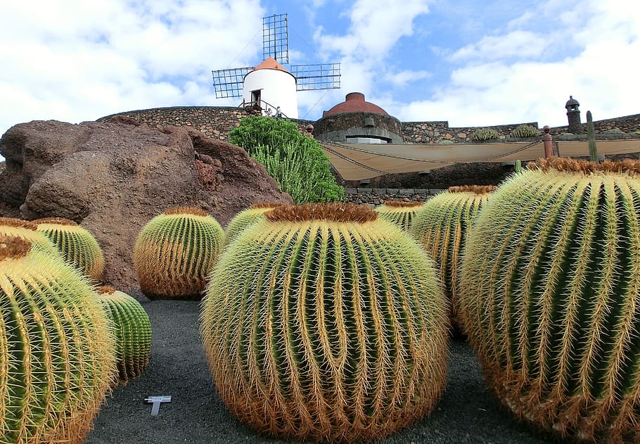 macro photography of green cactus, lanzarote, sky, cloud - sky HD wallpaper