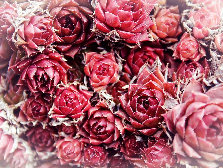 close-up photo of red flowers, roses, background, wild rose HD wallpaper