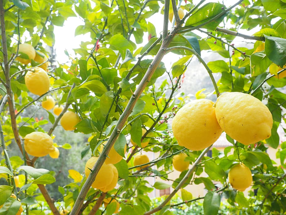 low-angle photography of lemon tree, limone, citrus × limon