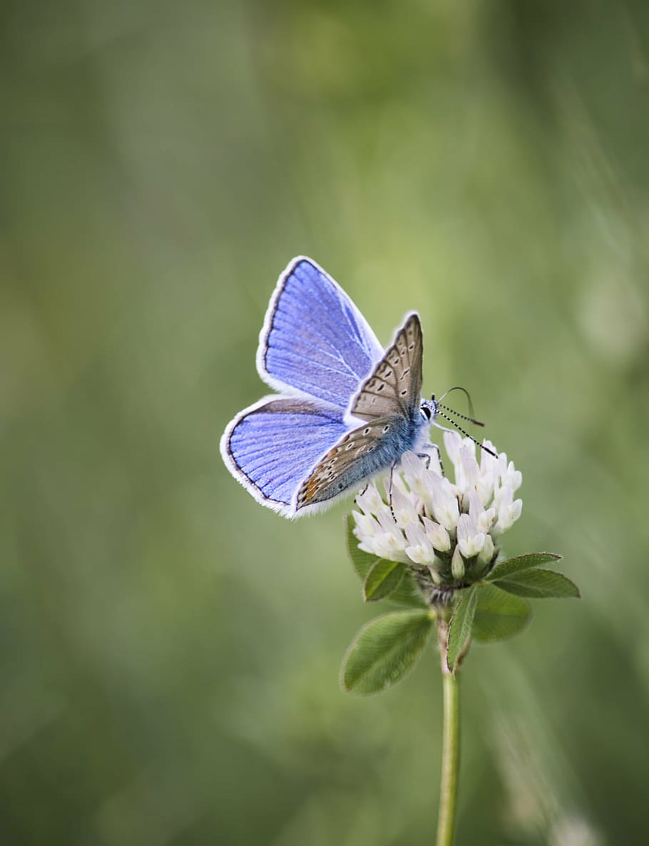 common blue butterfly perching on white flower in selective focus photography, HD wallpaper
