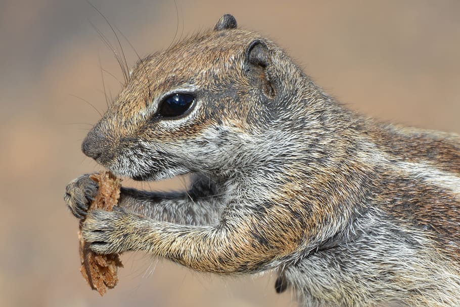 squirrel, ground squirrel, animal, chipmunk, food, animal themes HD wallpaper