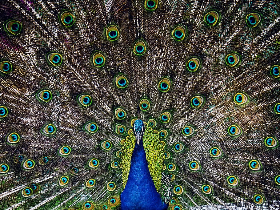 male peafowl showed his tail, peacock, animals, ave, feathers HD wallpaper