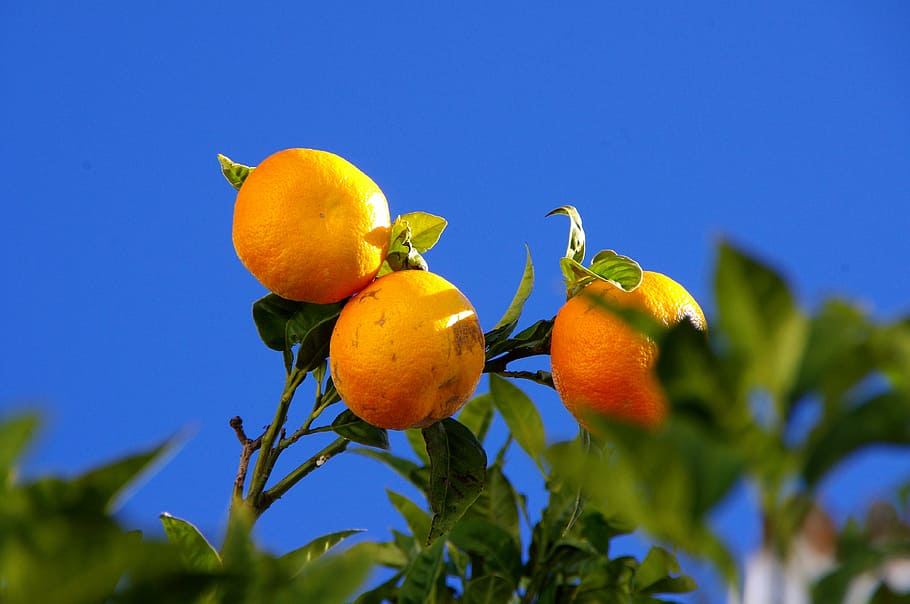 oranges, tree, nature, orange tree, fruits, sky, blue, food HD wallpaper
