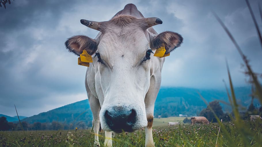 shallow focus of cow on green field, white cow on green grass field HD wallpaper