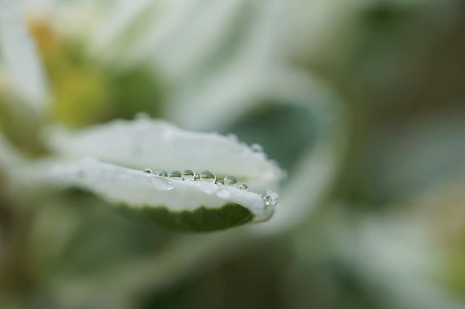 water, drip, macro, close, nature, rain, leaf, tree, drop, plant HD wallpaper
