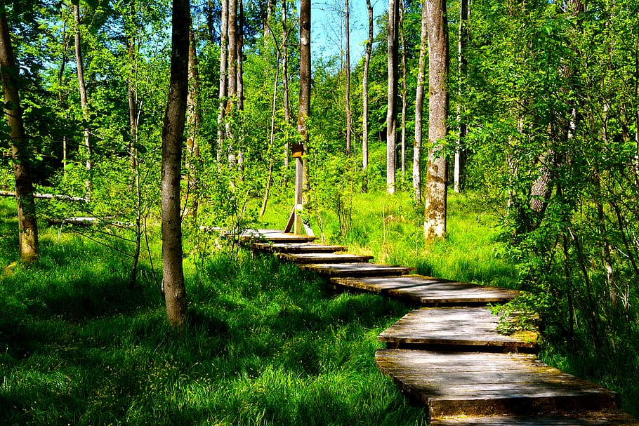 forest, away, nature, trees, forest path, landscape, sunny HD wallpaper