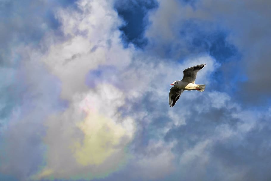 bird, flight, flinching, white, fly, animals in the wild, animal wildlife HD wallpaper