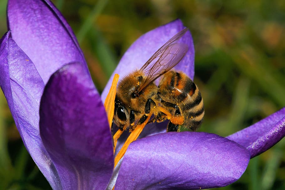 honey bee perching on purple petaled flower in close-up photography HD wallpaper