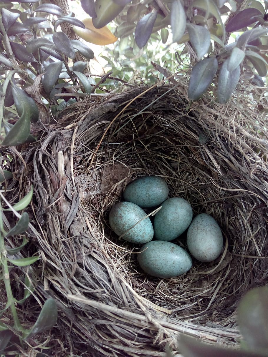 five gray eggs on nest, blackbird, bird's nest, animal nest, new life, HD wallpaper