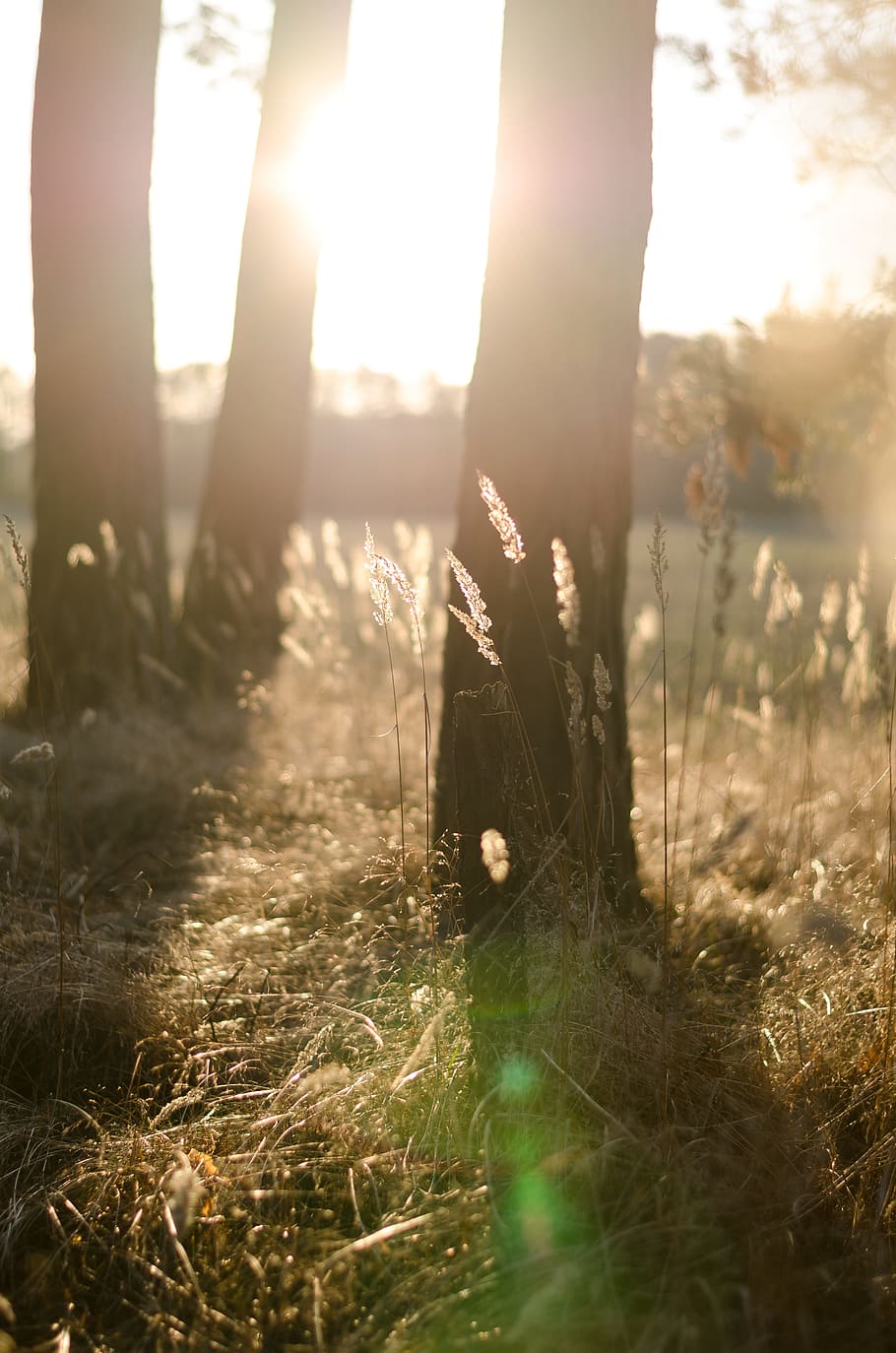 trees, sunlight, woods, park, environment, nature, landscape HD wallpaper