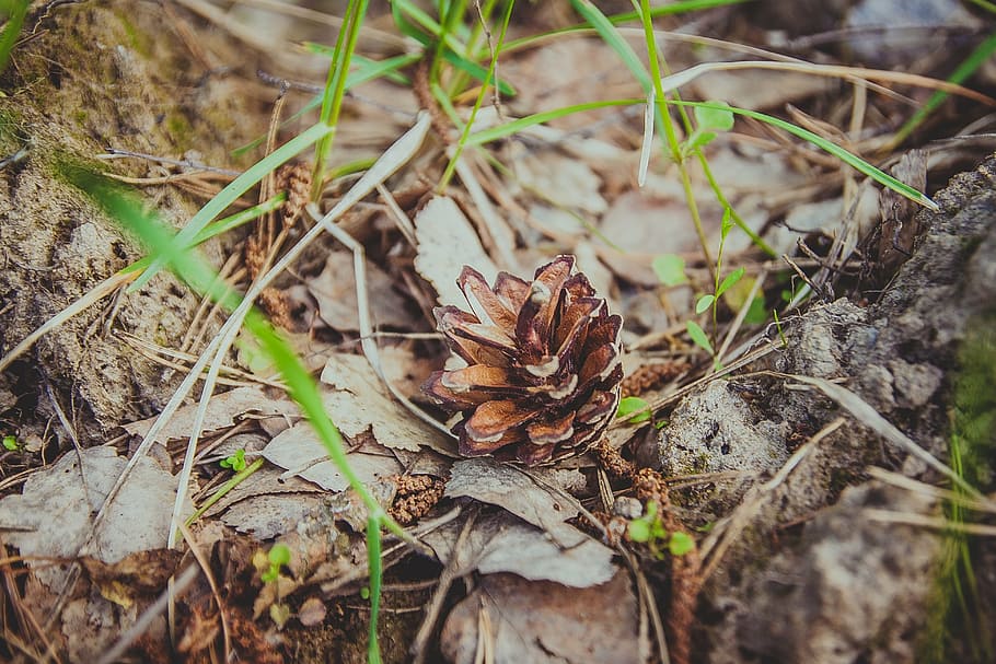 pine cone, forest, grass, cones, nature, needles, closeup, brown HD wallpaper