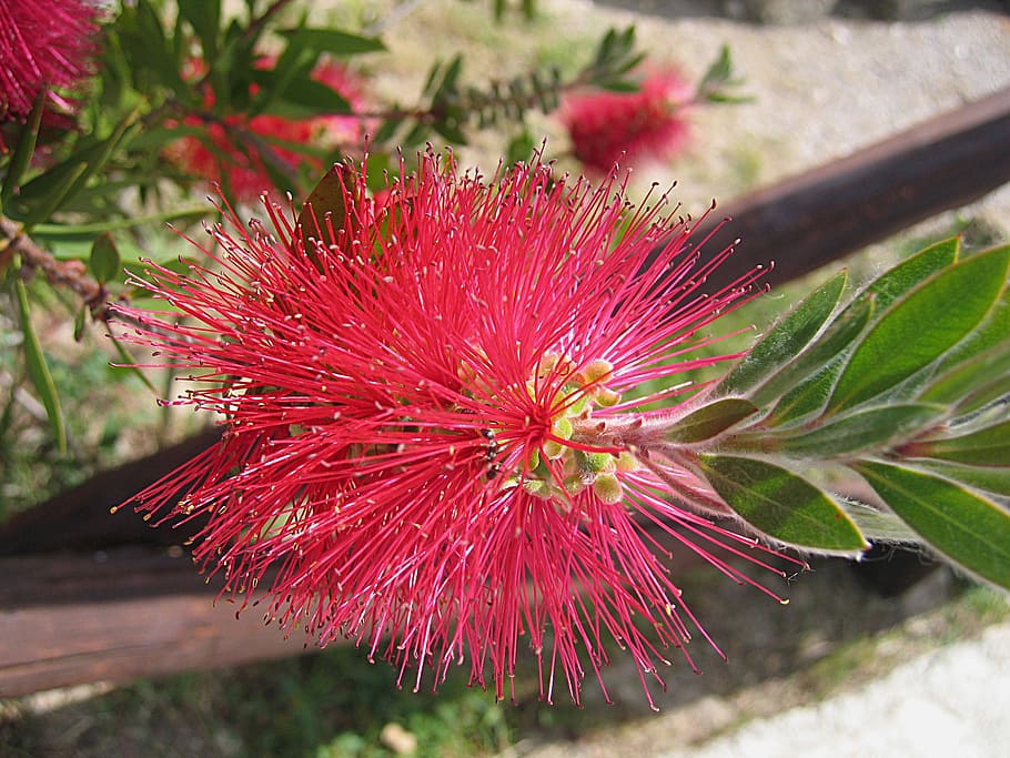 blossom, bloom, red, close, italy, macro, plant, beauty in nature HD wallpaper