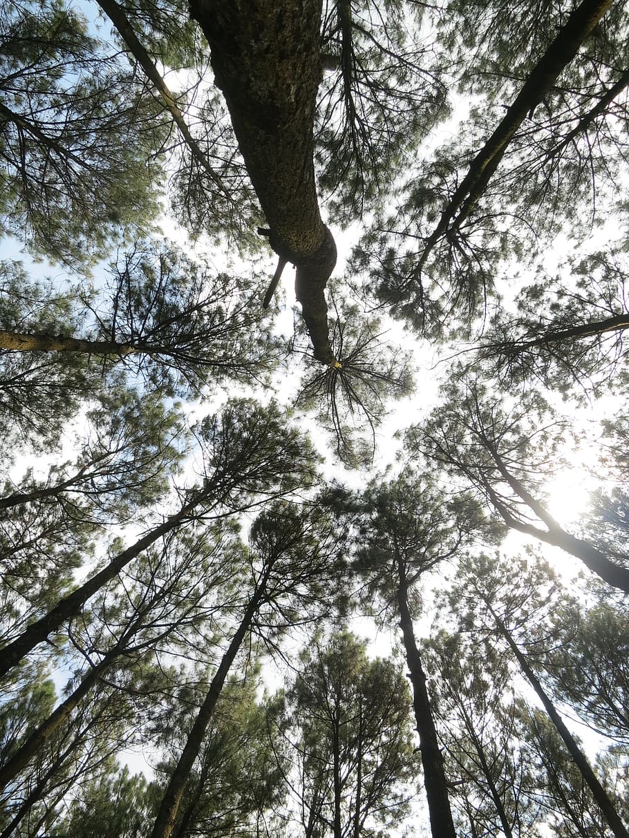 tree, wood, nature, leaf, environment, plant, low angle view HD wallpaper