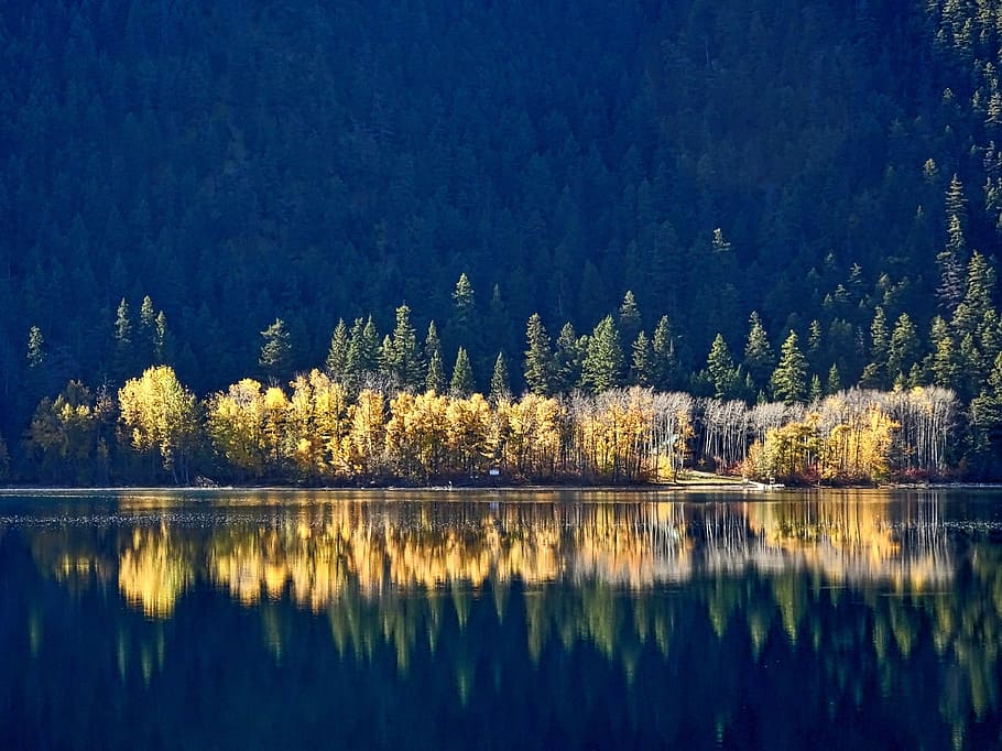 panoramic photography of trees with reflection in the water HD wallpaper