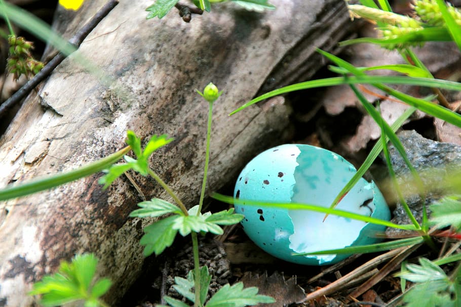blue, eggs, measured praised, hatched, measured raged, nesting HD wallpaper