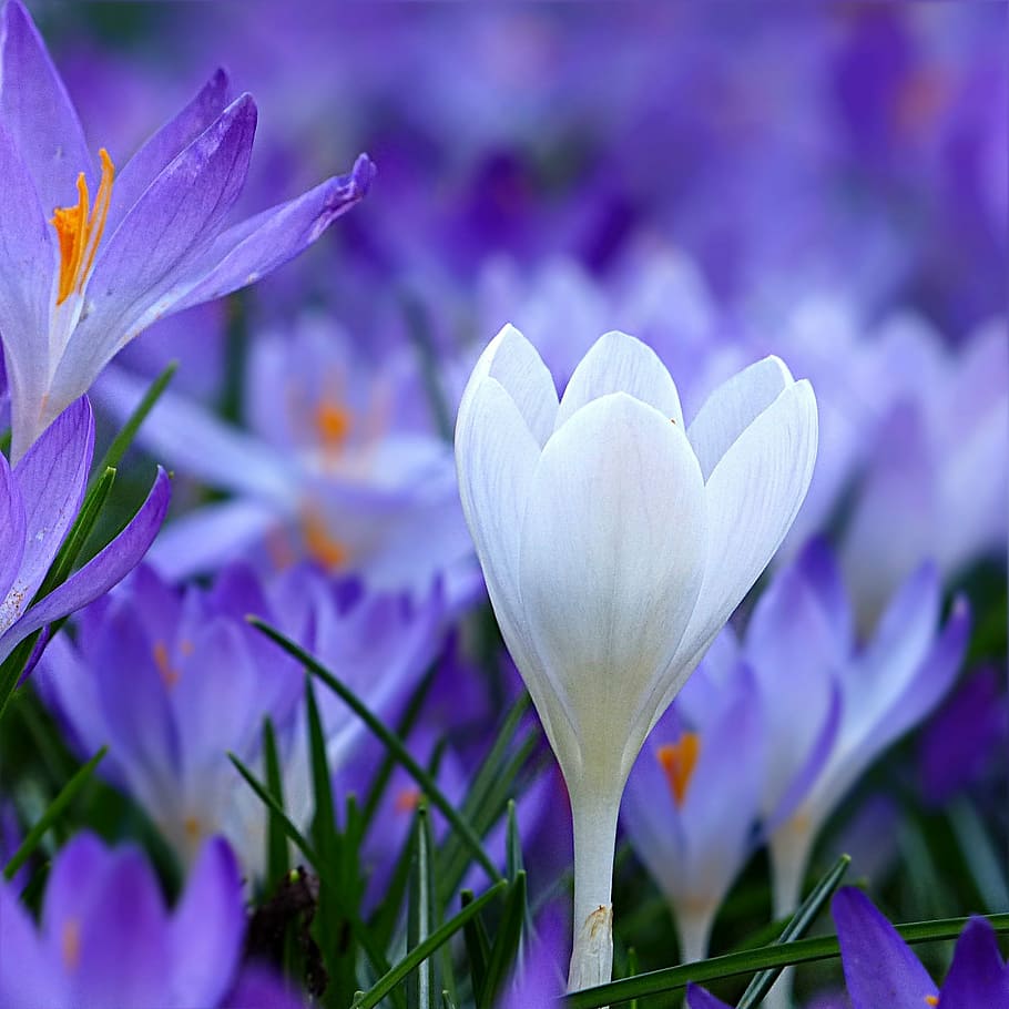 close-up photography of white petaled flower, crocus, blue HD wallpaper