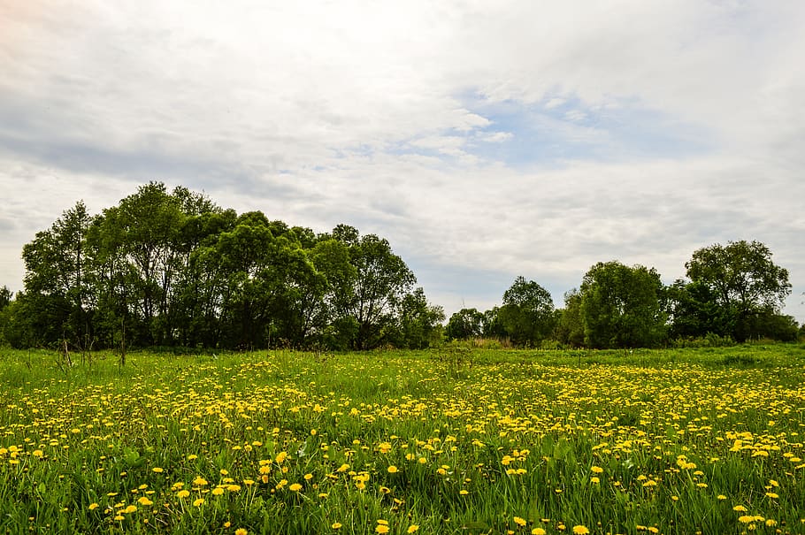 field, meadow, nature, summer, clouds, fields, russia, grass HD wallpaper