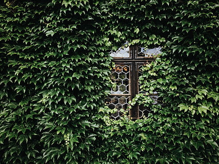 green leaf plant at daytime, green leafed plants covering window HD wallpaper