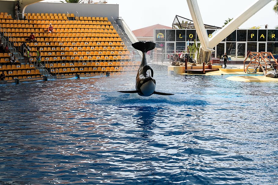 orca, wal, orcashow, loropark, water, architecture, bird, waterfront HD wallpaper