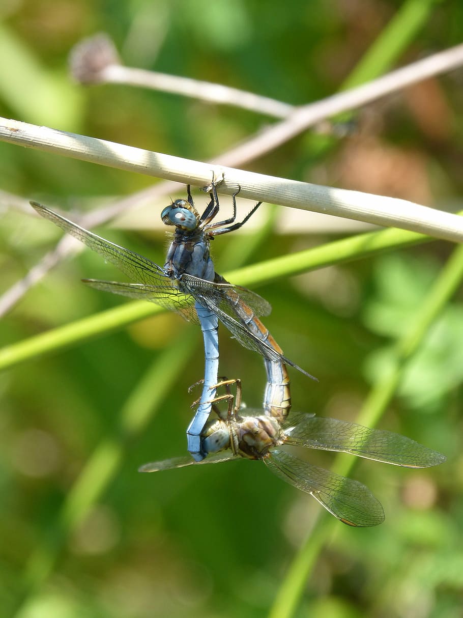 dragonfly, blue dragonfly, couple, reproduction, insects mating, HD wallpaper