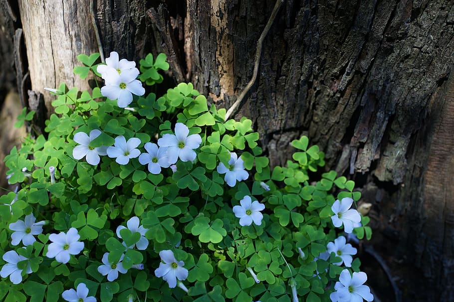 Hd Wallpaper Native Flowers South Australia Tree Stump