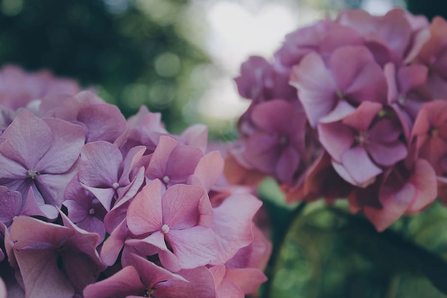 purple hydrangeas flowers in selective-focus photography, floral HD wallpaper