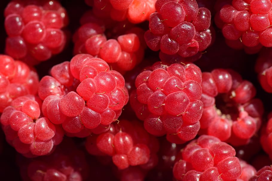 raspberries, close, red, fruit, sweet, frisch, berry, nature HD wallpaper