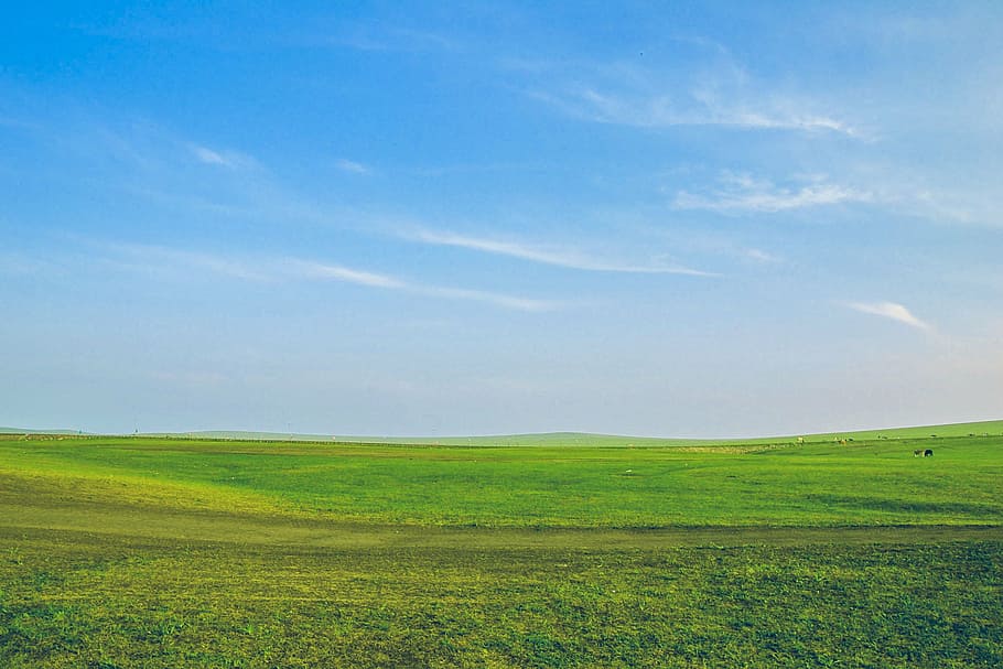 green grass lawn, sky, blue, nature, environment, outdoors HD wallpaper