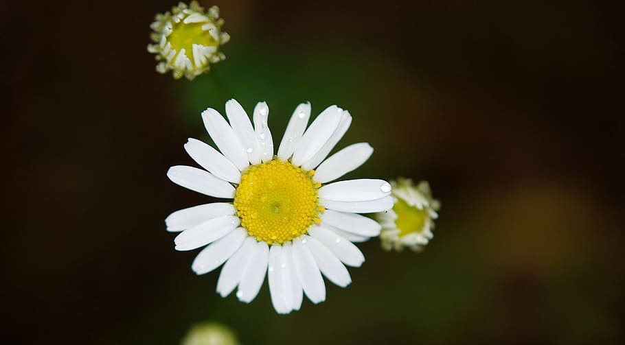 Ox Eyed Daisy, bloom, blossom, close-up, flora, flower, macro HD wallpaper