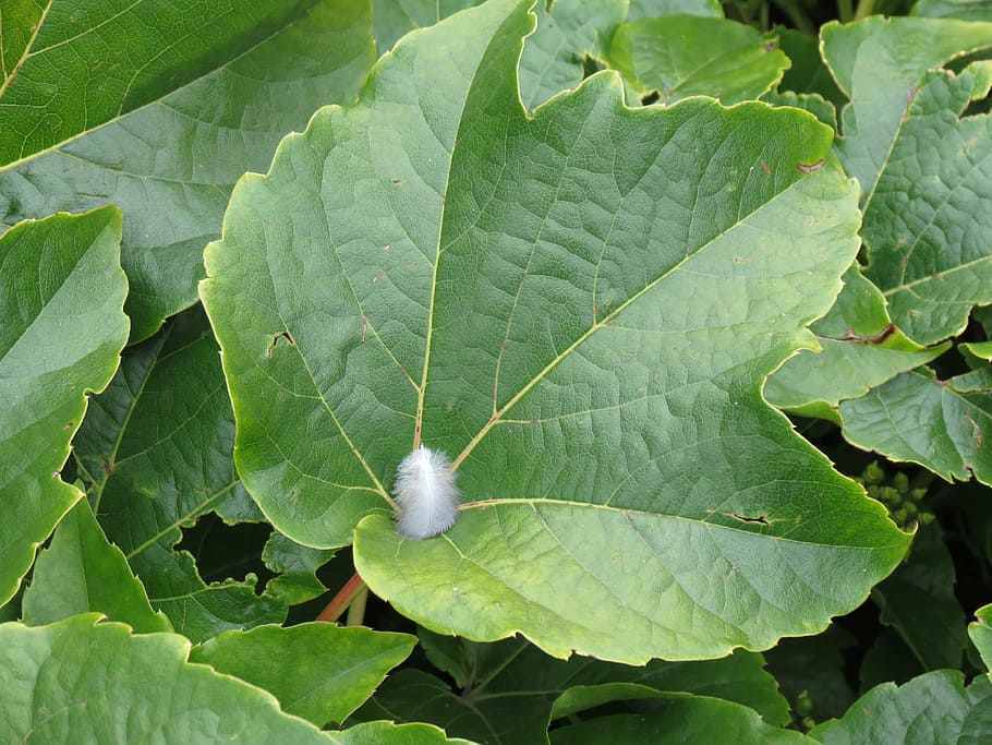 leaf, green, spring, white, green leaf, plant, leaves, nature HD wallpaper
