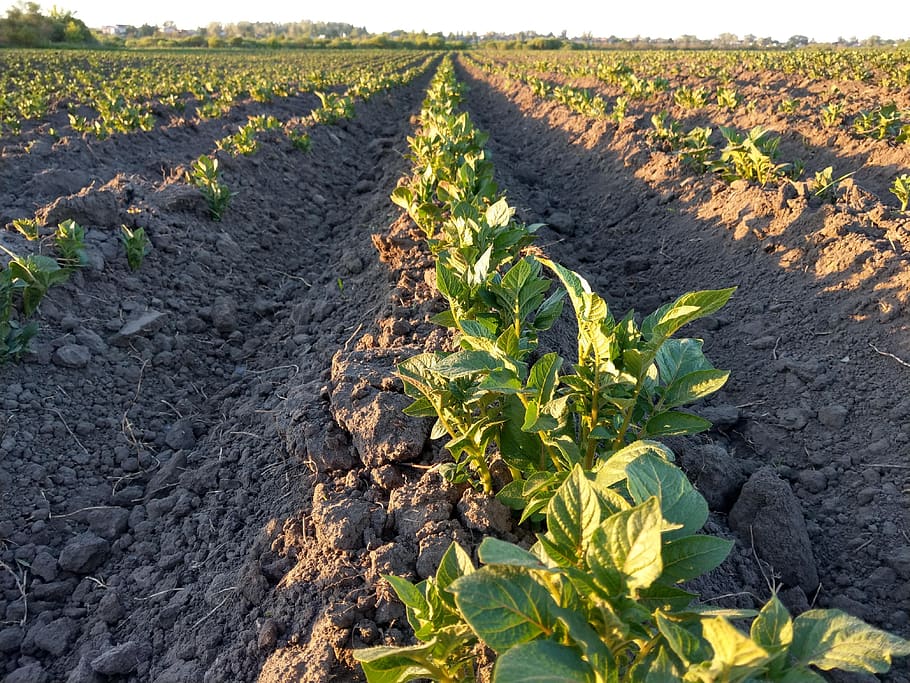 field, potatoes, land, landscape, growth, agriculture, nature HD wallpaper