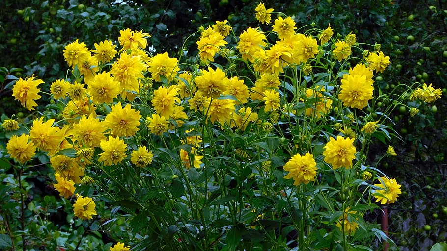 dacha, flowers, yellow, plant, growth, nature, beauty in nature HD wallpaper