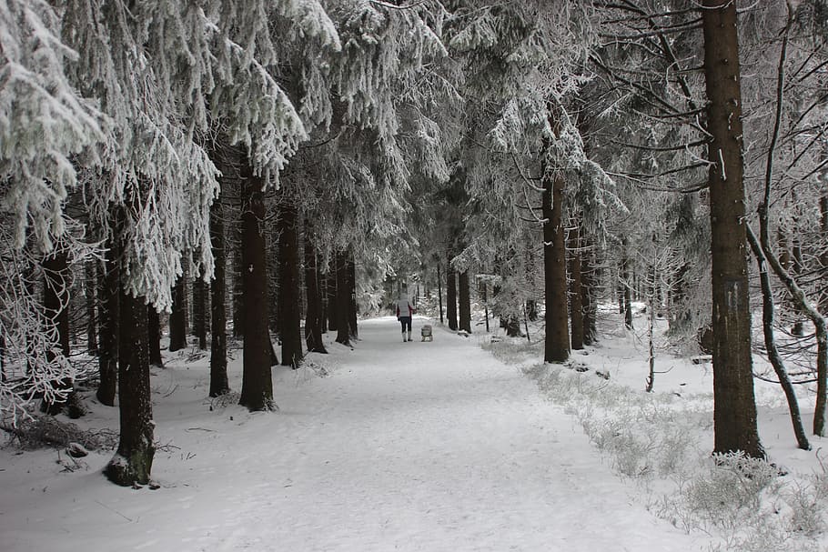 pine trees covered with snows during daytime, wintry, winter forest HD wallpaper