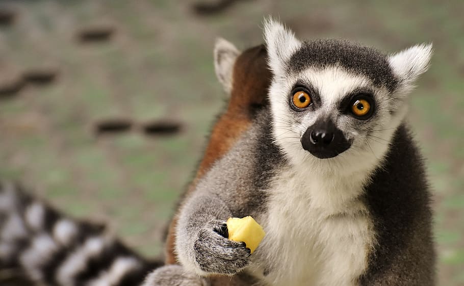 white, gray, and brown lemur holding cheese, monkey, cute, eat, HD wallpaper