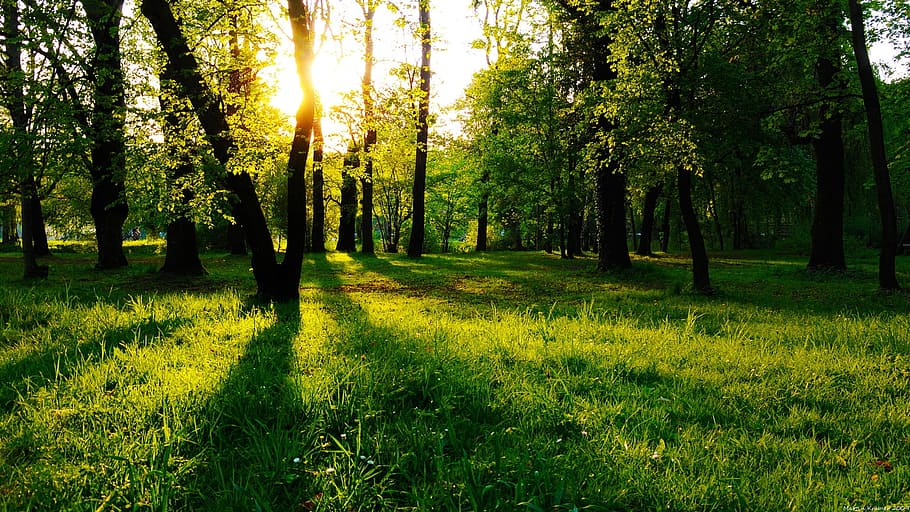green grass in forest during golden hour, nature, trees, bark HD wallpaper